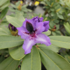 Acapulco - Рододендрон гибридный - Acapulco - Rhododendron hybridum