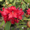 Allegretto - Рододендрон гибридный - Allegretto - Rhododendron hybridum ; Rhododendron haematodes
