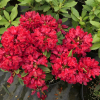 Allegretto - Рододендрон гибридный - Allegretto - Rhododendron hybridum ; Rhododendron haematodes