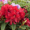 Allegretto - Рододендрон гибридный - Allegretto - Rhododendron hybridum ; Rhododendron haematodes