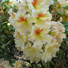 Bernstein - dichroanthum - Rhododendron hybrid - Bernstein - dichroanthum - Rhododendron hybridum