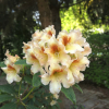 Bernstein - dichroanthum - Rhododendron Hybride - Bernstein - dichroanthum - Rhododendron hybridum