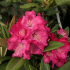 Britannia - Рододендрон гибридный - Britannia - Rhododendron hybridum