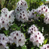 Calsap - Rhododendron Hybride - Calsap - Rhododendron hybridum