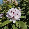 Calsap - Rhododendron Hybride - Calsap - Rhododendron hybridum