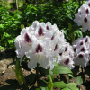 Calsap - Rhododendron Hybride - Calsap - Rhododendron hybridum