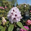 Calsap - Rhododendron Hybride - Calsap - Rhododendron hybridum