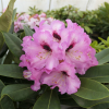 Caramba - Рододендрон гибридный - Caramba - Rhododendron hybrium