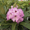 Caramba - Рододендрон гибридный - Caramba - Rhododendron hybrium