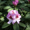 Cassata - Рододендрон гибридный - Cassata - Rhododendron hybrium