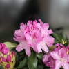 Cheer - Rhododendron hybrid - Cheer - Rhododendron hybridum