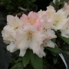 Dodori - Różanecznik jakuszimański - Dodori - Rhododendron yakushimanum