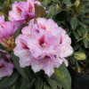 Diadem - fortunei-hybr. - Rhododendron hybrid - Diadem - Rhododendron hybridum