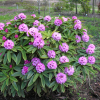 Dominik - Рододендрон гибридный - Dominik - Rhododendron hybridum