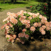 Fluidum - różanecznik wielkokwiatowy - Fluidum - Rhododendron hybridum