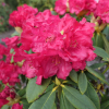 Fruhlingsluhen- Рододендрон гибридный - Fruhlingsluhen - Rhododendron hybridum