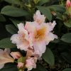 Gloria - Рододендрон гибридный - Gloria - Rhododendron hybridum ; Rhododendron 'Bruns Gloria' ; Rhododendron 'Christiane'