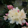 Golden Torch - Rhododendron yakushimanum - Golden Torch - Rhododendron yakushimanum