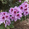 Kabarett - Rhododendron hybrid - Kabarett - Rhododendron hybridum