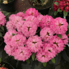 Hachmann's Karianne - Рододендрон гибридный - Hachmann's Karianne - Rhododendron hybridum