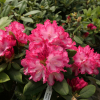 Kokette - Рододендрон гибридный - Kokette - Rhododendron hybridum