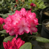 Kokette - Рододендрон гибридный - Kokette - Rhododendron hybridum