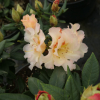 Marietta - Рододендрон гибридный - Marietta - Rhododendron hybridum