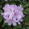Omega - Рододендрон гибридный - Omega - Rhododendron hybridum