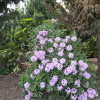 Omega - Рододендрон гибридный - Omega - Rhododendron hybridum