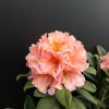Orangina - różanecznik wielkokwiatowy - Orangina - Rhododendron hybridum
