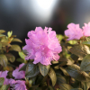 P.J.M. Elite - różanecznik dahurski - P.J.M. Elite - Rhododendron dauricum