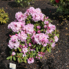 Paola - Рододендрон гибридный - Paola - Rhododendron hybridum