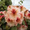 Peggy - Рододендрон гибридный - Rhododendron hybridum 'Peggy'
