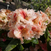 Peggy - Рододендрон гибридный - Rhododendron hybridum 'Peggy'