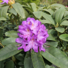 Purpureum Grandiflorum - Rhododendron hybrid - Purpureum Grandiflorum - Rhododendron hybridum