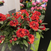 Red Devil - Рододендрон гибридный - Red Devil - Rhododendron hybridum