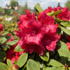 Red Jack - Rhododendron hybrid - Red Jack - Rhododendron hybridum