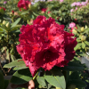 Red Jack - Rhododendron Hybride - Red Jack - Rhododendron hybridum