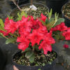 Rotkäppchen - Рододендрон ползучий - Rotkäppchen - Rhododendron repens