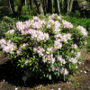 St. Michel - Rhododendron Hybride - St. Michel - Rhododendron hybridum