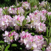 St. Michel - Rhododendron hybrid - St. Michel - Rhododendron hybridum