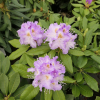 Virginia Delp - Рододендрон гибридный - Virginia Delp - Rhododendron hybridum