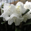 Foxy Lady - Rhododendron yakushimanum x hybridum - Rhododendron yakushimanum x hybridum 'Foxy Lady'