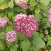 Hydrangea arborescens 'NCHA1' PINK ANNABELLE PBR - Wald-Hortensie - Hydrangea arborescens 'NCHA1' PINK ANNABELLE PBR