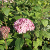 Hydrangea arborescens 'NCHA1' PINK ANNABELLE PBR - hortensja krzewiasta ; hortensja drzewiasta - Hydrangea arborescens 'NCHA1' PINK ANNABELLE PBR