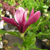 Black Bird - magnolia - Magnolia 'Black Bird'