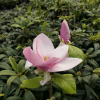 Cameo - magnolia Soulange’a; magnolia pośrednia - Cameo - Magnolia × soulangeana