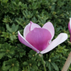 Cameo - magnolia Soulange’a; magnolia pośrednia - Cameo - Magnolia × soulangeana