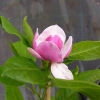 Cameo - magnolia Soulange’a; magnolia pośrednia - Cameo - Magnolia × soulangeana