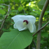 Pride of Norway - Магнолия Зибольда - Pride of Norway - Magnolie sieboldii